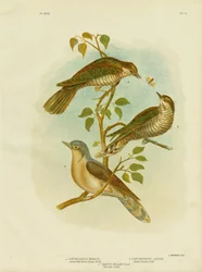Cuco de pico estrecho de bronce, 1891